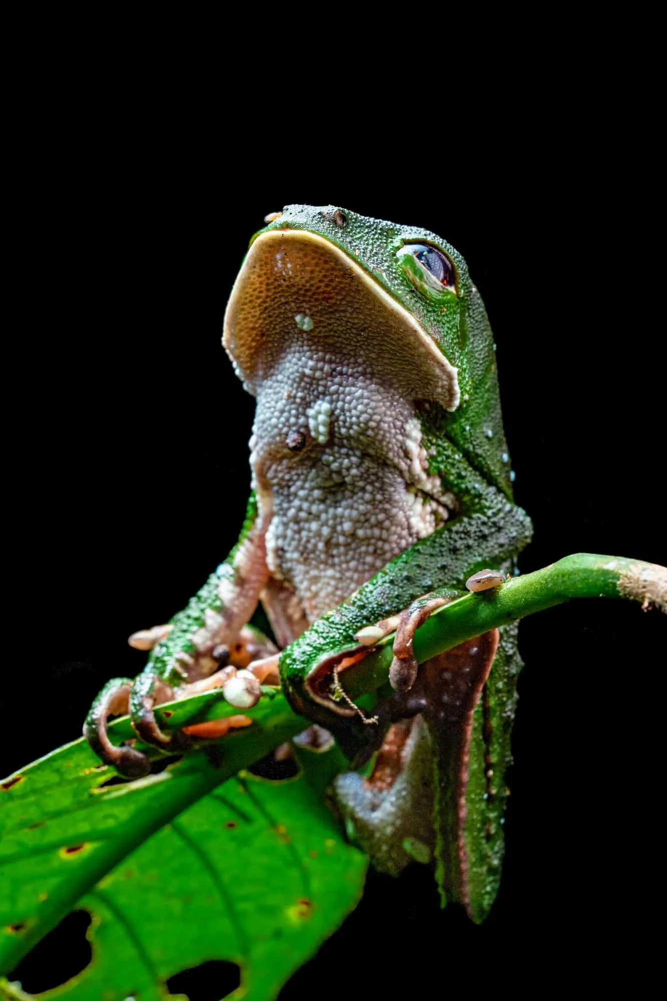 Maravillas salvajes: un viaje por el mundo natural