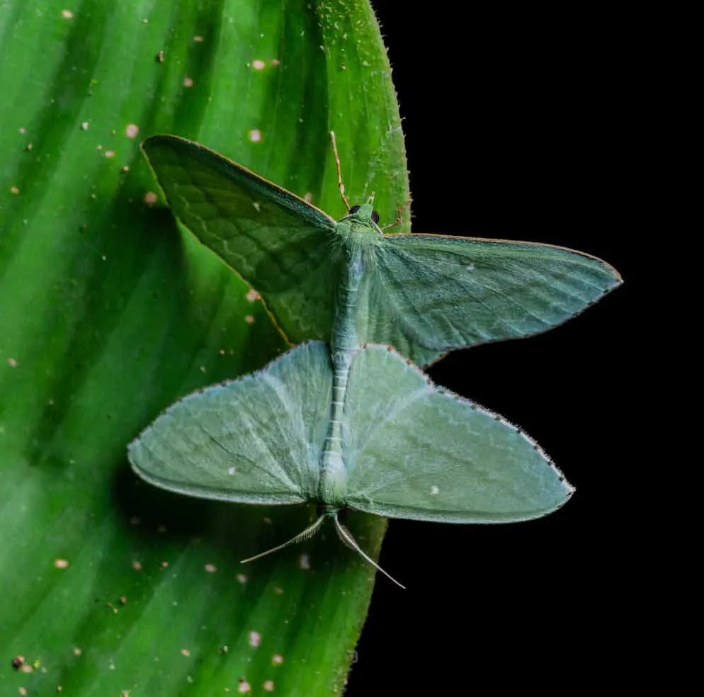 Maravillas salvajes: un viaje por el mundo natural