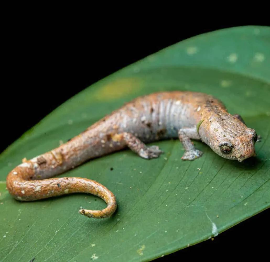 Maravillas salvajes: un viaje por el mundo natural